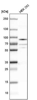 Western Blot hnRNP-R Antibody - BSA Free