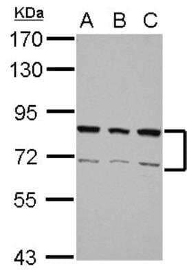 Western Blot: hnRNP-R Antibody [NBP2-16868] - Sample (30 ug of whole cell lysate) A: 293T B: A431 C: HeLa 7. 5% SDS PAGE gel, diluted at 1:3000.
