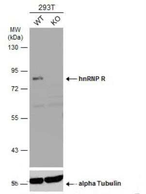 Western Blot: hnRNP-R Antibody [NBP2-16868] - Wild-type (WT) and hnRNP-R knockout (KO) 293T cell extracts (30 ug) were separated by 7.5% SDS-PAGE, and the membrane was blotted with hnRNP-R antibody diluted at 1:5000. HRP-conjugated anti-rabbit IgG antibody was used to detect the primary antibody.