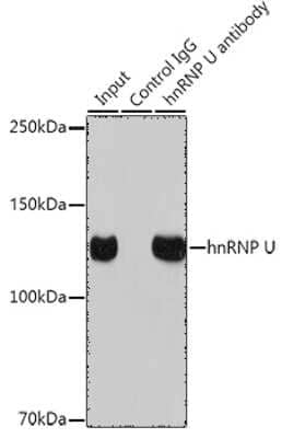 Immunoprecipitation hnRNP U Antibody (3R3F1)