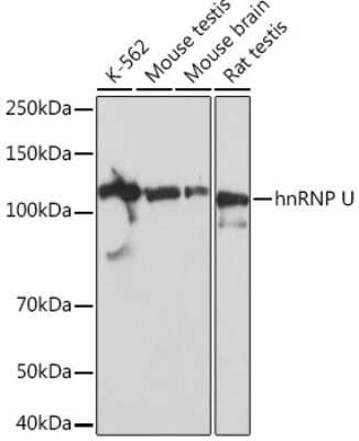 Western Blot hnRNP U Antibody (3R3F1)