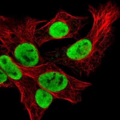 <b>Genetic Strategies Validation. </b>Immunocytochemistry/Immunofluorescence: hnRNP U Antibody [NBP2-49290] - Staining of human cell line Hep G2 shows localization to nucleoplasm.  Antibody staining is shown in green.