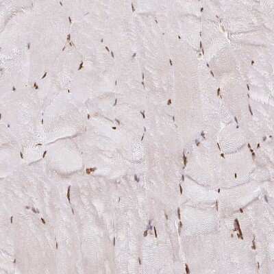 Immunohistochemistry-Paraffin: hnRNP U Antibody [NBP2-49290] - Staining of human skeletal muscle shows moderate nuclear positivity in myocytes.