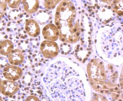 Immunohistochemistry-Paraffin: hnRNP U Antibody (JB23-43) [NBP2-75526] - Analysis of paraffin-embedded human kidney tissue using anti-HnRNP U antibody. Counter stained with hematoxylin.