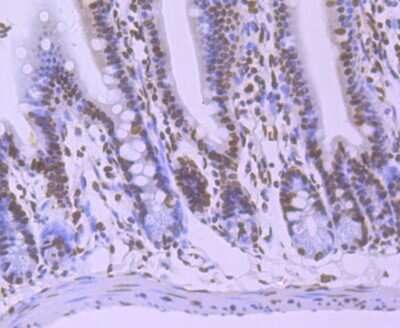 Immunohistochemistry-Paraffin: hnRNP U Antibody (JB23-43) [NBP2-75526] - Analysis of paraffin-embedded mouse colon tissue using anti-HnRNP U antibody. Counter stained with hematoxylin.