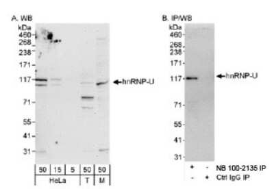 Western Blot: hnRNP U Antibody [NB100-2135] - Detection of Human and Mouse hnRNP-U on HeLa whole cell lysate using NB100-2135.