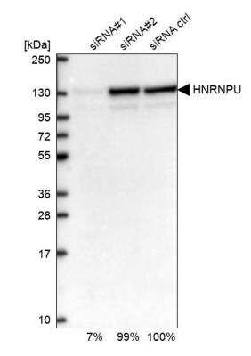 Western Blot hnRNP U Antibody - BSA Free
