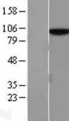 Western Blot hnRNP U Overexpression Lysate