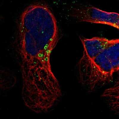 Immunocytochemistry/Immunofluorescence: hydroxysteroid (17-beta) dehydrogenase 11 Antibody [NBP1-90334] - Staining of human cell line U-2 OS shows localization to lipid droplets. Antibody staining is shown in green.