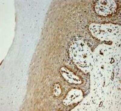 Immunohistochemistry-Paraffin: hydroxysteroid (17-beta) dehydrogenase 11 Antibody [NBP1-57081] - Monkey vagina.