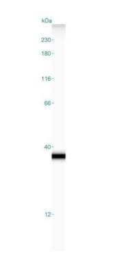 Simple Western: hydroxysteroid (17-beta) dehydrogenase 11 Antibody [NBP1-90334] - Simple Western: hydroxysteroid (17-beta) dehydrogenase 11 Antibody [NBP1-90334] - Simple Western lane view shows a specific band for hydroxysteroid (17-beta) dehydrogenase 11 in 0.2 mg/ml of HepG2 lysate(s). This experiment was performed under reducing conditions using the 12-230 kDa separation system.