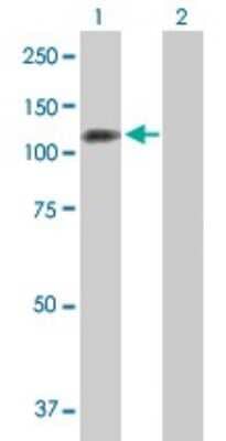 Western Blot: iASPP Antibody [H00010848-B01P] - Analysis of PPP1R13L expression in transfected 293T cell line by PPP1R13L polyclonal antibody.  Lane1:PPP1R13L transfected lysate(91.08 KDa). Lane2:Non-transfected lysate.