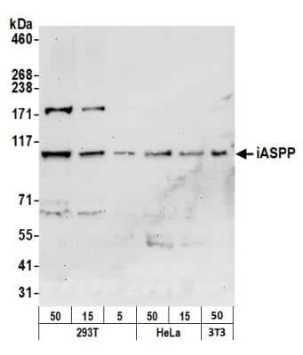 Western Blot: iASPP Antibody [NB100-88155] - Detection of Human and Mouse iASPP by Western Blot. Samples: Whole cell lysate from 293T (50, 15, 5 ug), HeLa (50, 15 ug), and mouse NIH3T3 (50 ug) cells prepared using NETN lysis buffer. Antibody: Affinity purified rabbit anti-iASPP antibody NB100-88155 used for WB at 0.1 ug/ml. Detection: Chemiluminescence with an exposure time of 30 seconds.