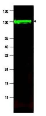 Western Blot: iASPP Antibody [NBP1-77912] - Shows detection of a band at ~100 kDa (arrowhead) corresponding to isoform 1 of iASPP in MCF7 whole cell lysates. Preincubation with immunizing peptide blocks specific band staining (data not shown). Approximately 35 ug of lysate was separated by 4-20% Tris Glycine SDS-PAGE. After blocking, the membrane was probed with the primary antibody diluted to 1:1,500 in 5% BLOTTO/PBS overnight at 4C. The membrane was washed and reacted with a 1:10,000 dilution of IRDye800 conjugated Gt-a-Rabbit IgG [H&L] for 45 min at room temperature (800 nm channel, green). Molecular weight estimation was made by comparison to prestained MW markers.