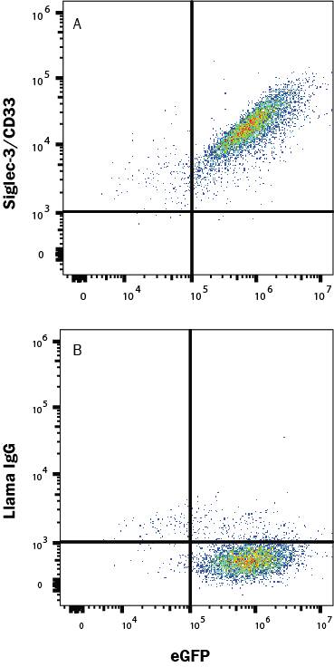 HEK293 human embryonic kidney cell line transfected with human Siglec-3/CD33 and eGFP was stained with (A) Llama Anti-Human Siglec-3/CD33 Alexa Fluor® 647-conjugated Llamabody VHH Monoclonal Antibody (LFAB10733R) or normal llama IgG (Catalog # IC011R). Staining was performed using our Staining Membrane-associated Proteins protocol. 