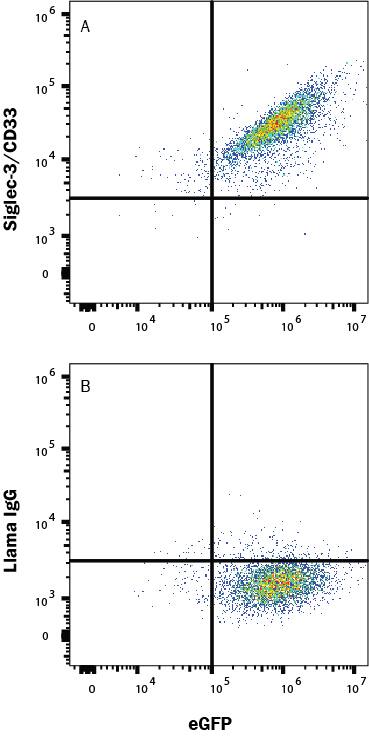 HEK293 human embryonic kidney cell line transfected with human Siglec-3/CD33 and eGFP was stained with (A) Llama Anti-Human Siglec-3/CD33 Alexa Fluor® 594-conjugated Llamabody VHH Monoclonal Antibody (LFAB10733T) or normal llama IgG (Catalog # IC011T). Staining was performed using our Staining Membrane-associated Proteins protocol. 