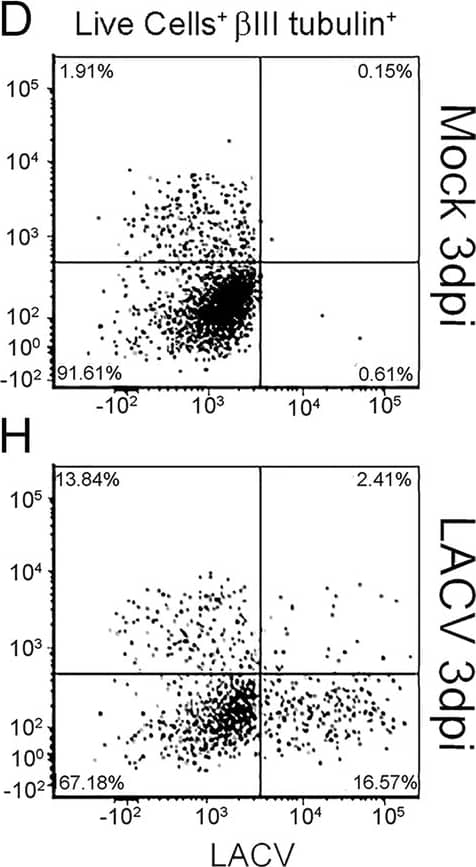 Flow cytometry analysis of neuronal cells from mock- and LACV-infected COs. Mock- (a–d) and LACV-infected (e–h) COs were non-enzymatically digested into a single cell suspension and analyzed via flow cytometry as described in the “Methods” section. Two representative examples are shown. Live cells were identified and interrogated for expression of activated poly-caspases (y-axis) and LACV expression (x-axis). a, e Active caspase and LACV staining from the whole live cell population. Gating within the whole live cell population for Sox2 (b, f), DCX (c, g) and  beta III tubulin-positive cells allowed for examination of active poly-caspase and LACV staining within each neuronal population. Proportions of LACV-infected (i), activated poly-caspase (j), and LACV-infected/activated poly-caspase double-positive (k) neuronal cells within mock (closed circles) or infected (open squares) COs are shown. A two-way ANOVA with a Sidak’s multiple comparisons test was used to determine significance. **p < 0.001, ****p < 0.0001 Image collected and cropped by CiteAb from the following publication (//pubmed.ncbi.nlm.nih.gov/31739796), licensed under a CC-BY license. Not internally tested by R&D Systems.
