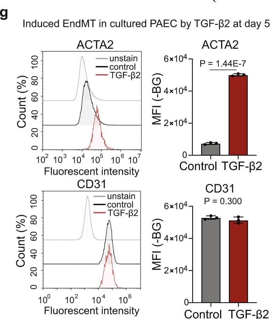 Validation of EndMT ECs in cultured ECs from pig lung and aorta by scRNA-seq.a The flowchart of ECs isolation and culture from pig lung and aorta. b tSNE visualization of cell-type annotations from cultured lung ECs. c Dot-plot of selected canonical marker genes for cell-type annotations from cultured lung ECs. d tSNE visualization of cell-type annotations from cultured aorta ECs e Dot-plot of selected canonical marker genes for cell-type annotations from cultured aorta ECs. f Cell cycle analysis of annotated cell types in cultured lung and aorta ECs. g Expression of ACTA2 and CD31 in cultured PAEC treated with TGFb2 for five days (n = 3, two-sided t-test). Values are presented as mean±SD. h Expression of ACTA2 and CD31 in cultured HUVEC treated with TGFb2 for 5 days (n = 3, two-sided t test). Values are presented as mean ± SD. Source data are provided as a Source Data file. Image collected and cropped by CiteAb from the following open publication (//pubmed.ncbi.nlm.nih.gov/35750885), licensed under a CC-BY license. Not internally tested by R&D Systems.