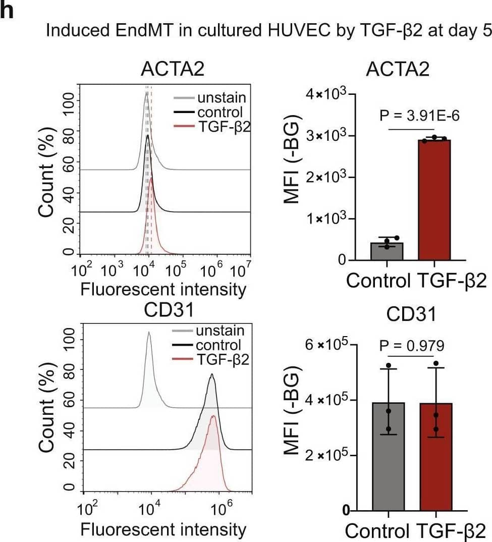 Validation of EndMT ECs in cultured ECs from pig lung and aorta by scRNA-seq.a The flowchart of ECs isolation and culture from pig lung and aorta. b tSNE visualization of cell-type annotations from cultured lung ECs. c Dot-plot of selected canonical marker genes for cell-type annotations from cultured lung ECs. d tSNE visualization of cell-type annotations from cultured aorta ECs e Dot-plot of selected canonical marker genes for cell-type annotations from cultured aorta ECs. f Cell cycle analysis of annotated cell types in cultured lung and aorta ECs. g Expression of ACTA2 and CD31 in cultured PAEC treated with TGFb2 for five days (n = 3, two-sided t-test). Values are presented as mean±SD. h Expression of ACTA2 and CD31 in cultured HUVEC treated with TGFb2 for 5 days (n = 3, two-sided t test). Values are presented as mean ± SD. Source data are provided as a Source Data file. Image collected and cropped by CiteAb from the following open publication (//pubmed.ncbi.nlm.nih.gov/35750885), licensed under a CC-BY license. Not internally tested by R&D Systems.