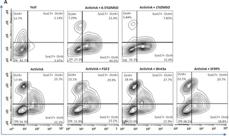 Addition of DMSO to Activin A/low serum-based medium increases the efficiency of definitive endoderm differentiation.(A) Flow cytometry analysis of hESC and DE cells double-stained for the pluripotency marker OCT4 and the endoderm marker SOX17. Pluripotency and differentiation status in all culture conditions tested are shown as contour plots. Only upon addition of DMSO (0.5%, 1%) to Activin A-driven differentiation of hESC was the number of OCT4-positive cells significantly down regulated. Culture with 1% of DMSO yielded the highest number of SOX17+, OCT4- cells. ‘Null’ represents spontaneous differentiation with no differentiating growth factors/reagents added. Each contour plot represents 3 biological replicates pooled together. (B) Immunofluorescence staining of cells at day 2 of DE formation for OCT4 and SOX17 markers with DAPI nuclear staining. Cells cultured in Activin A alone were clearly separated into two widespread populations of SOX17- or OCT4-positive cells (B-A). DMSO in the absence of Activin A does not prime cells to acquire endoderm identity (B-B). Addition of 0.5% of DMSO to Activin A-based, DE-priming medium results in significant decrease of OCT4-positive clusters of cells as early as 48h after DE differentiation was initiated (B-C). Scale bar 100μm. Image collected and cropped by CiteAb from the following publication (//dx.plos.org/10.1371/journal.pone.0117689), licensed under a CC-BY license. Not internally tested by R&D Systems.