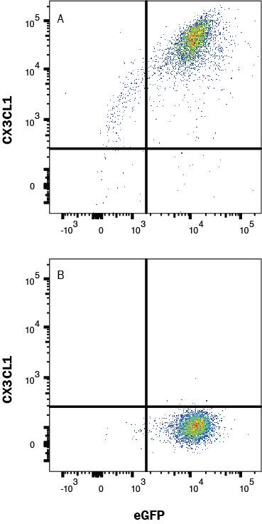 HEK293 cells transfected with hCX3CL1 (A) vs Irrelevant HEK293 transfectant cells (B) were stained with Mouse Anti-Human CX3CL1/Fractalkine APC‑conjugated Monoclonal Antibody (Catalog # IC365A). View our protocol for Staining Membrane-associated Proteins. 