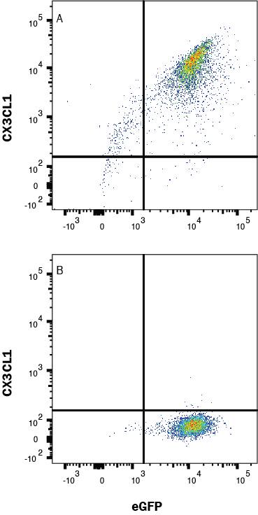 HEK293 cells transfected with hCX3CL1 (A) vs Irrelevant HEK293 transfectant cells (B) were stained with Mouse Anti-Human CX3CL1/Fractalkine APC‑conjugated Monoclonal Antibody (Catalog # IC365A). View our protocol for Staining Membrane-associated Proteins. 