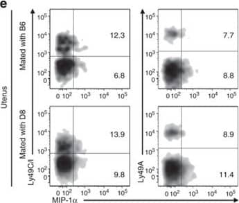 Paternal MHC does not educate uNK cells.(a) Density plots showing the proportion of IFN-gamma  producing uNK (gd9.5+10.5) in response to NK1.1 cross-linking among cells positive or negative for the indicated Ly49 (irrespective of expression of other Ly49). (b–d) Fold change in IFN-gamma  producing cells among uNK expressing the indicated Ly49 compared with cells that do not. Ly49C/I (b), Ly49A (c) and Ly49A after exclusion of Ly49C/I+ cells (d). (e) Density plots showing MIP-1 alpha  producing uNK cells (gd9.5+10.5) in response to NK1.1 cross-linking among cells positive or negative for the indicated Ly49 (irrespective of expression of other Ly49). (f–h) Fold-change in MIP-1 alpha  producing cells among uNK expressing the indicated Ly49 compared with cells that do not. Ly49C/I (f), Ly49A (g) and Ly49A after exclusion of Ly49C/I+ cells (h). Pooled data from two experiments, n=6–11 mice per group. P-values comparing uNK subset expressing a given Ly49 with those that do not within each mouse using paired Student’s t-tests. Means±s.e.m. Image collected and cropped by CiteAb from the following publication (//www.nature.com/articles/ncomms4359), licensed under a CC-BY license. Not internally tested by R&D Systems.