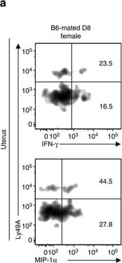 Maternally derived H-2Dd also impedes fetal growth and vascular remodelling.(a) Density plots showing the proportion of IFN-gamma + or MIP-1 alpha + uNK among cells positive or negative for Ly49A. (b–e) Fold-change in IFN-gamma - and MIP-1 alpha -producing cells among uNK expressing Ly49A compared with cells that do not. (b) Proportion of IFN-gamma + cells among cells expressing Ly49A compared with Ly49A−uNK (irrespective of expression of other Ly49). (c) Proportion of IFN-gamma + cells among cells expressing Ly49A compared with Ly49A−uNK (after exclusion of Ly49C/I+ cells). (d) Proportion of MIP-1 alpha + cells among cells expressing Ly49A compared with Ly49A−uNK (irrespective of expression of other Ly49). (e) Proportion of MIP-1 alpha + cells among cells expressing Ly49A compared with Ly49A−uNK (after exclusion of Ly49C/I+ cells). Pooled data from four experiments, n=6 mice. P-values comparing uNK subset expressing a given Ly49 with those that do not within each mouse using paired Student’s t-tests. Means±s.e.m. (f) Presence of smooth muscle actin around spiral arteries. Scale bar=100 μm. (g–j) Fetal growth is reduced in D8 females mated with either B6 (g) or D8 (i) males. Weights expressed as fraction of fetal weight in B6 × B6 controls. P-values for the effect of parental cross using a mixed model approach (taking into account inter-litter variability). Proportion of fetuses in or below the bottom 5% rank of controls (that is, ≤5th percentile) for D8 females mated with either B6 (h) or D8 (j) males. P-value from a χ2 test comparing the observed fraction with the expected value of 5%. Image collected and cropped by CiteAb from the following publication (//www.nature.com/articles/ncomms4359), licensed under a CC-BY license. Not internally tested by R&D Systems.