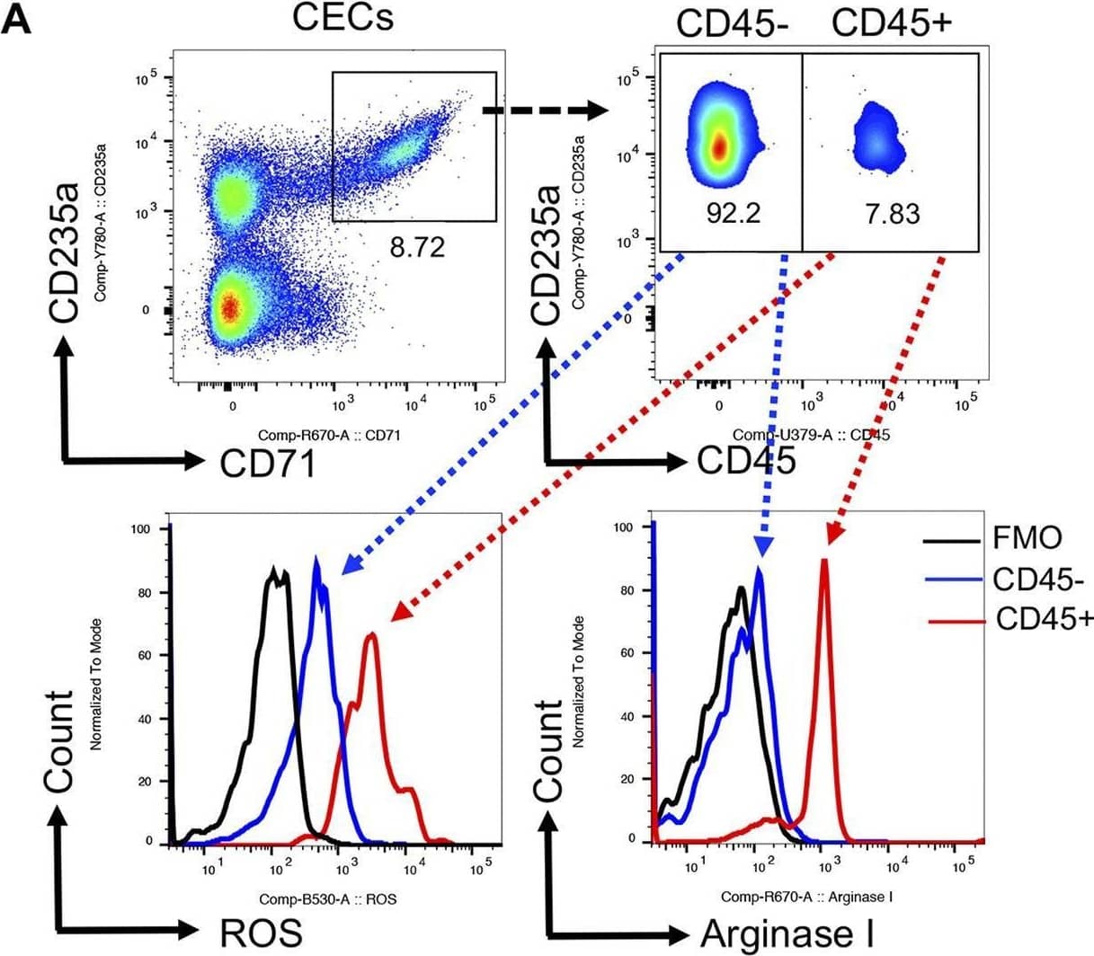 CD45+CECs in COVID-19 patients are more potent. (A) Representative flow cytometry plots of the gating strategy for CD45− and CD45+CECs, and the expression of ROS and arginase I in CD45− versus CD45+CECs. (B) Cumulative data of the intensity of ROS expression measured by mean fluorescence intensity (MFI) in CD45− versus CD45+CECs. (C) Cumulative data of the intensity (MFI) of arginase I expression in CD45− versus CD45+CECs. (D) Representative flow cytometry plots, and (E) cumulative data showing % CD8+ T cells expressing GzmB, or (F) CD107a without stimulation (unstim) or stimulated (stim) with anti-CD3/CD28 antibodies in the absence of CECs (−CECs) or presence (+CECs) without and with l-arginine supplementation (2 mM). (G) Cumulative data showing % CD8+ T cells expressing GzmB, or (H) CD107a without stimulation (Unstim) or stimulated (stim) with anti-CD3/CD28 antibodies in the absence of CECs (−CECs) or presence (+CECs). Each dot represents data from a human subject. Image collected and cropped by CiteAb from the following open publication (//pubmed.ncbi.nlm.nih.gov/35943266), licensed under a CC-BY license. Not internally tested by R&D Systems.