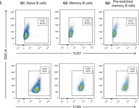 Gating strategy for the detection of TLR-7 and -9 in B cell subsets.PBMC were isolated from whole blood and stained for surface markers before cells were fixed, permeabilised and stained for TLR-7 and -9. FSC and SSC were first used to gate out debris (A) and SSC-A and SSC-H was utilized to eliminate duplicates (B). Further gating was done on CD45 and CD19, to target B cells (C). To separate between the different B cell populations, we gated on CD27 and IgD (D), followed by TLR-7 and -9 expression on these subsets (E). Data from one representative patient is shown. Image collected and cropped by CiteAb from the following publication (//dx.plos.org/10.1371/journal.pone.0120383), licensed under a CC-BY license. Not internally tested by R&D Systems.
