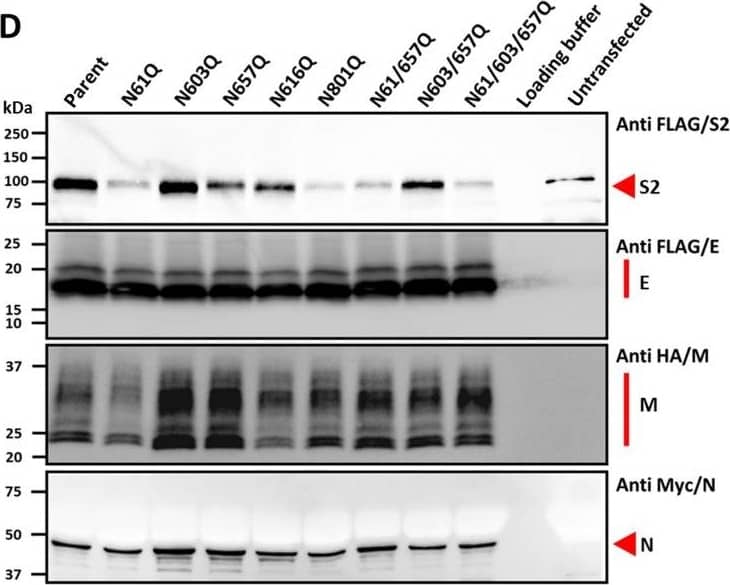 SARS-CoV-2 VLPs with N-glycan mutations display reduced viral entry.(A) Plasmids encoding for the four structural proteins containing distinct tags or EGFP reporters were either transfected alone or pooled and transfected together into 293Ts. (B) Confocal micrographs show the intracellular colocalization of M, N, E, and Spike in perinuclear compartments that likely includes the ERGIC (arrowhead). (C) Flow cytometry analysis performed with live and “fixed-permeabilized cells” demonstrate cell surface expression of Spike and M proteins. N and E were intracellular. Here, the structural proteins were either expressed alone or altogether: “+” and “−” indicate presence/absence of indicated proteins. (D) All proteins were expressed in VLPs (detected using epitope-tag Abs), but Spike carrying N61Q and N801Q mutations displayed somewhat reduced expression. (E) Luc-VLPs containing firefly luciferase reporter were produced by cotransfecting 293T cells with plasmids encoding for N (R203M mutant), M-IRES-E, Luc-PS9, and Spike constructs. Luc-VLP viral entry into 293T/ACE2 cells was reduced upon implementing many of the N-to-Q glycosylation mutations. “No-spike” VLPs were made using all plasmids except Spike. Mock infection did not contain VLP. Data were normalized to parent-VLP luminescence in each run [both for (E) and (F)]. (F) Luc-VLP with parent-Spike, produced using 293T cells, was deglycosylated using either Endo H or peptide N-glycosidase (PNGase) F. PNGase F reduced viral entry into 293T/ACE2 and Calu-3 cells, with a smaller effect being observed for Endo H. Data are means ± SD for n ≥ 3. *P < 0.05 with respect to all other treatments and †P < 0.05 with respect to parent. Image collected and cropped by CiteAb from the following open publication (//pubmed.ncbi.nlm.nih.gov/36149962), licensed under a CC-BY license. Not internally tested by R&D Systems.