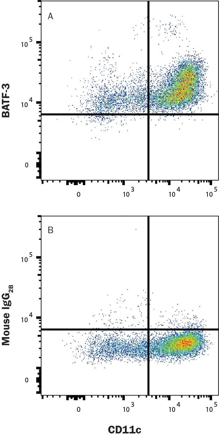  Human peripheral blood mononuclear cell (PBMC) monocytes were stained with Mouse Anti-Human CD11c APC-conjugated Monoclonal Antibody (FAB1777A) and either (A) Mouse Anti-Human BATF3 Alexa Fluor® 488-conjugated Antigen Affinity-purified Monoclonal Antibody (Catalog # IC7437G) or (B) Mouse IgG2BAlexa Fluor 488 Isotype Control (IC0041G). To facilitate intracellular staining, cells were fixed with Flow Cytometry Fixation Buffer (FC004) and permeabilized with Flow Cytometry Permeabilization/Wash Buffer I (FC005). View our protocol for Staining Intracellular Molecules. 