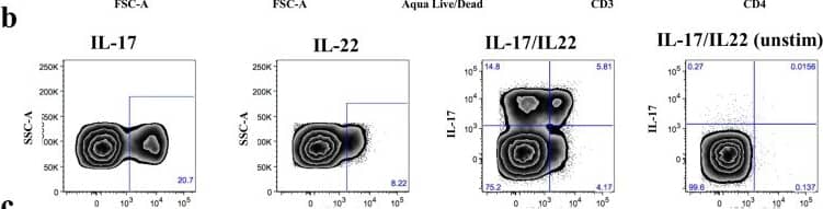 Frequency of IL-17 and/or IL-22 expressing mucosal CD4+T cells decreases by progression of Fiebig stage.To quantify the expression of Il-17 and IL-22 in CD4+T cells, mucosal and peripheral mononuclear cells were stimulated for 5 hours with 40 ng/mL PMA and 1 µM Ionomycin. Gating strategy of sigmoid colon Th17 and Th22 CD4+T cells is shown for a FI subject (a) and representative flow cytometry plots including unstimulated controls (unstim) gated on CD4+T cells showing expression of IL-17 and/or IL-22 in FI (b), FIII (c) and FV (d) in the sigmoid colon. A decrease in the frequency of IL-17 (e), IL-22 (f), IL-17/IL-22 (g)-producing cells was seen as well as in the subpopulation of triple-cytokine producing (IL-2, IL-22, IFN gamma ) Th17 cells (h) from FI (black circle)/FII (red circle) to FIII and FIV (red square)/FV (black square). Frequency of single and double cytokine producing cells is calculated from percentage CD4+T cells, while triple-cytokine producing cells are calculated from percentage of CD4+IL17+T cells. All comparisons were made to FI/II: *p≤0.05, **p≤0.01 and ***p≤0.001. Image collected and cropped by CiteAb from the following publication (//pubmed.ncbi.nlm.nih.gov/25503054), licensed under a CC-BY license. Not internally tested by R&D Systems.