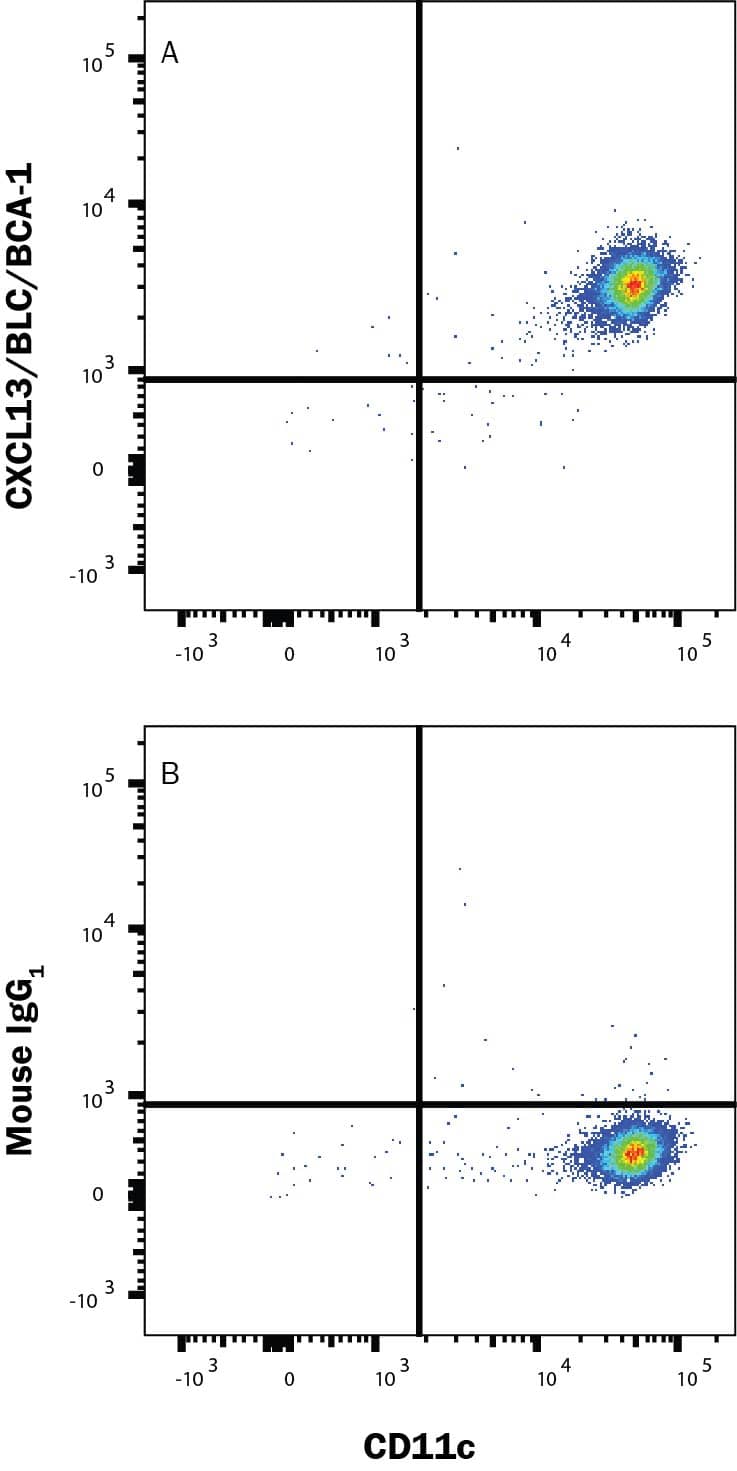 Immature Dendritic cells (CD14+ selected PBMCs are treated with 20 ng/mL Recombinant Human IL-4 Protein (204-IL) and 50 ng/mL Recombinant Human GM-CSF Protein (215-GM) for 6 days)  were stained with Mouse Anti-Human CD11c PE‑conjugated Monoclonal Antibody (Catalog # FAB1777P) and either (A) Mouse Anti-Human CXCL13/BLC/BCA‑1 APC‑conjugated Monoclonal Antibody (Catalog # IC8012A) or (B) Mouse IgG1 Allophycocyanin Isotype Control (Catalog # IC002A). To facilitate intracellular staining, cells were fixed and permeabilized with FlowX FoxP3 Fixation & Permeabilization Buffer Kit (Catalog # FC012). View our protocol for Staining Intracellular Molecules.