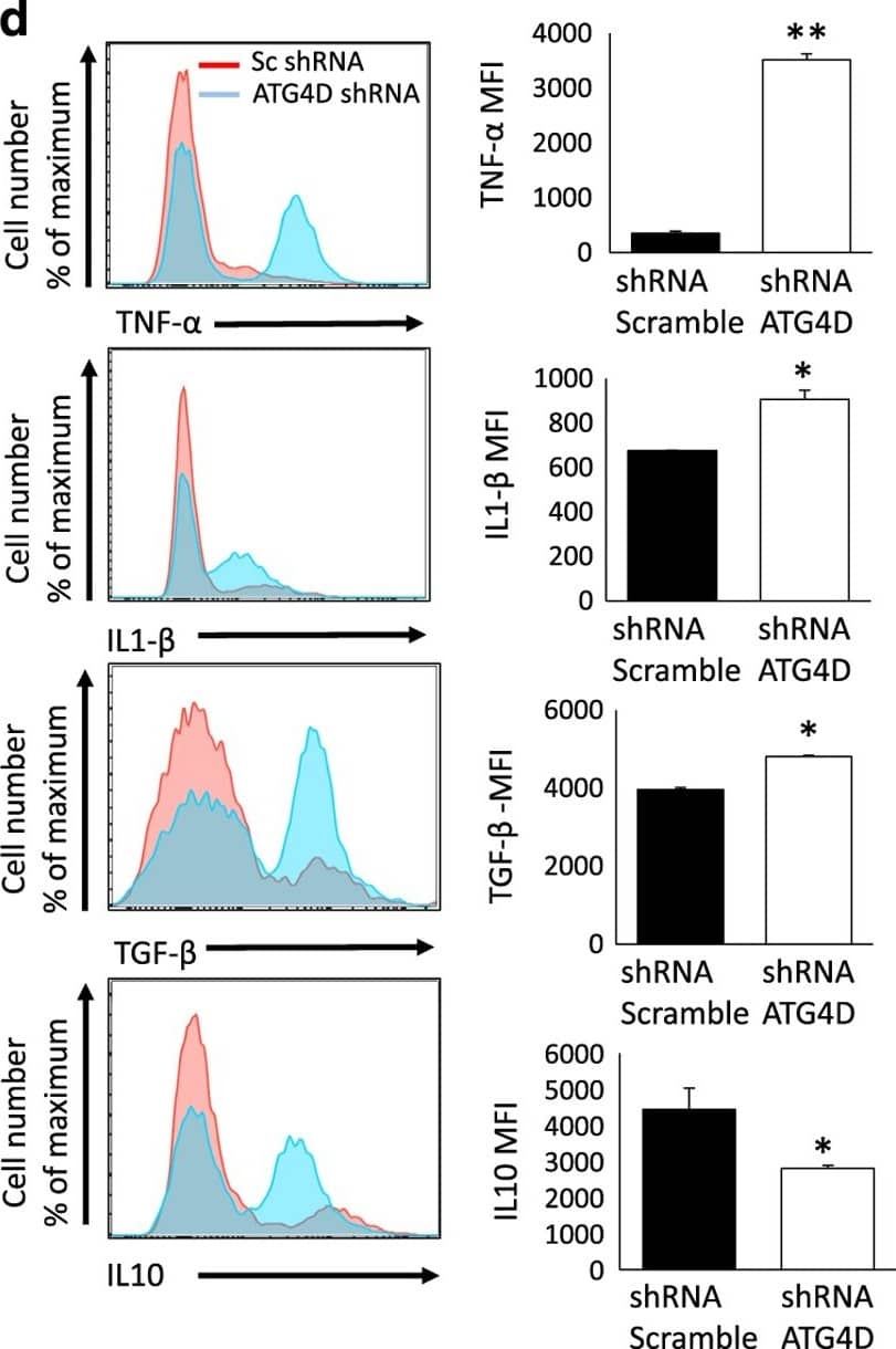 Knock-down of ATG4D by shRNA in UTSM cell line mimic UF phenotype. (a) Autophagy markers analysis by FACS with intracellular staining and mean fluorescence intensity MFI for LC3, and (b) by western blot for LC3 and P62. (c) Extracellular matrix markers analysis by western blot. (d) Endogenous quantification of pro-inflammatory cytokines expression was done by intracellular staining for TNF-alpha , IL-1 beta , TGF-beta  and IL-10 using flow cytometry analysis. The expression level was represented as mean fluorescence intensity (MFI). Data from the histogram are shown as mean±S.D. and are representative of three independent experiments. *P<0.05, **P<0.01, ***P<0.001. Image collected and cropped by CiteAb from the following publication (//www.nature.com/articles/cddiscovery201741), licensed under a CC-BY license. Not internally tested by R&D Systems.