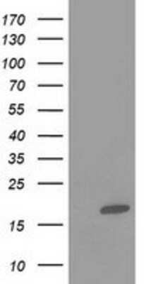 Western Blot: intestinal FABP Antibody (2C4) [NBP2-01239] - HEK293T cells were transfected with the pCMV6-ENTRY control (Left lane) or pCMV6-ENTRY intestinal FABP (Right lane) cDNA for 48 hrs and lysed. Equivalent amounts of cell lysates (5 ug per lane) were separated by SDS-PAGE and immunoblotted with anti-intestinal FABP.