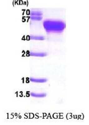 SDS-Page: Recombinant Bacteria FABP2/I-FABP Protein [NBC1-22953] -  Protein A, 48.1 kDa (434aa), confirmed by MALDI-TOF with a purity of 90% by SDS - PAGE