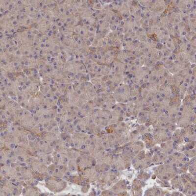 Immunohistochemistry-Paraffin: katanin-p80 Antibody [NBP1-87413] - Staining of human pancreas shows low expression as expected.