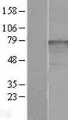 Western Blot katanin-p80 Overexpression Lysate