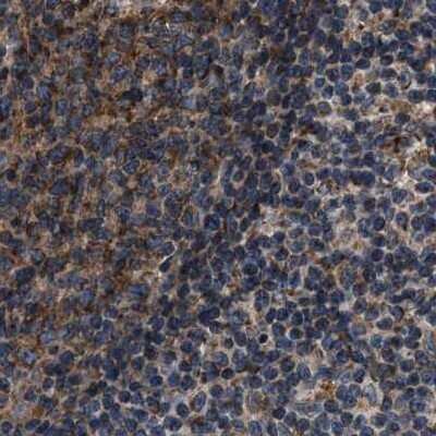 Immunohistochemistry-Paraffin kinectin Antibody - BSA Free