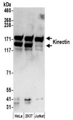Western Blot: kinectin Antibody [NBP2-32261] - Samples:  Whole cell lysate (50 ug) prepared using NETN buffer from HeLa, 293T, and Jurkat cells. Antibodies:  Affinity purified rabbit anti-Kinectin antibody NBP2-32261 used for WB at 0.1 ug/ml.  Detection: Chemiluminescence with an exposure time of 30 seconds.