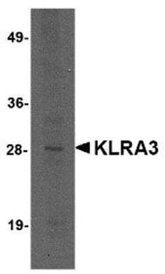 Western Blot klra3 Antibody - BSA Free