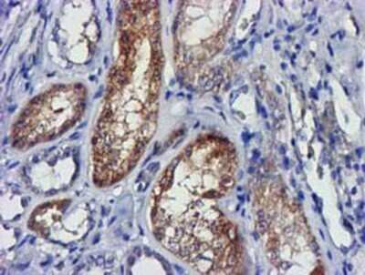 Immunohistochemistry: lactamase, beta 2 Antibody (OTI2F9) - Azide and BSA Free [NBP2-71901] - Staining of paraffin-embedded Human Kidney tissue using anti-lactamase, beta 2 mouse monoclonal antibody.