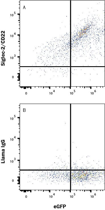 HEK293 human embryonic kidney cell line transfected with human Siglec-2/CD22 and eGFP was stained with (A) Llama Anti-Human Siglec-2/CD22 Alexa Fluor® 594-conjugated Llamabody VHH Monoclonal Antibody (Catalog # LFAB10732T) or (B) normal llama IgG (IC011T). Staining was performed using our Staining Membrane-associated Proteins protocol.