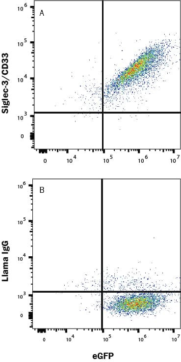 HEK293 human embryonic kidney cell line transfected with human Siglec-3/CD33 and eGFP was stained with (A) Llama Anti-Human Siglec-3/CD33 Alexa Fluor® 647-conjugated Llamabody VHH Monoclonal Antibody (Catalog # LFAB10733R) or normal llama IgG (IC011R). Staining was performed using our Staining Membrane-associated Proteins protocol. 