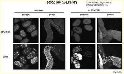 Immunocytochemistry/Immunofluorescence: lin-37 Antibody [45170002] - This image is specific to animal number SDQ3166  1:30,000 of 0.5 mg/ml stock