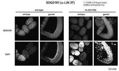 Immunocytochemistry/Immunofluorescence: lin-37 Antibody [45170002] - This image is specific to animal number SDQ3181 1:10,000 of 0.5 mg/ml stock
