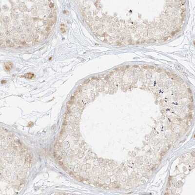 Immunohistochemistry-Paraffin: lipoyltransferase 1 Antibody [NBP1-92073] - Staining of human testis shows weak to moderate cytoplasmic positivity in cells in seminiferous ducts.