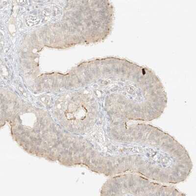 Immunohistochemistry-Paraffin: lipoyltransferase 1 Antibody [NBP1-92073] - Staining of human fallopian tube shows weak cytoplasmic positivity in glandular cells.