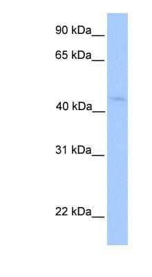 Western Blot lipoyltransferase 1 Antibody - BSA Free